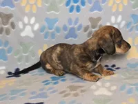 Brindle Dapple Male, a male Dachshund for sale in Phoenix, AZ – Photo 9 of 10