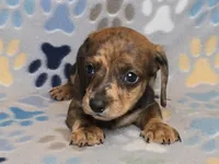 Brindle Dapple Male, a male Dachshund for sale in Phoenix, AZ – Photo 10 of 10