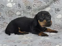 Smooth Black & Tan Male , a male Dachshund for sale in Phoenix, AZ – 2 of 10