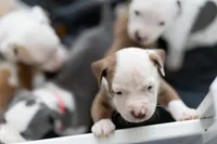 processed/928aff69-f114-4a04-af49-a6ebc3e3bad8/facility/95187dda-9174-40af-b8cc-9ace3df59fda