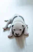 Black Collar, a female American Bully for sale in Atlanta, GA – Photo 6 of 9