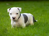 Black Collar, a female American Bully for sale in Atlanta, GA – Photo 1 of 9