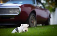 Black Collar, a female American Bully for sale in Atlanta, GA – Photo 2 of 9