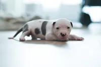 Black Collar, a female American Bully for sale in Atlanta, GA – Photo 5 of 9