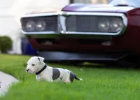 Black Collar, a female American Bully for sale in Atlanta, GA – Photo 4 of 9