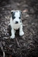 Red Collar, a female American Bully for sale in Atlanta, GA – Photo 2 of 8