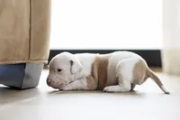 Purple Collar, a male American Bully for sale in Atlanta, GA – Photo 6 of 8