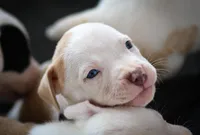 Purple Collar, a male American Bully for sale in Atlanta, GA – Photo 1 of 8