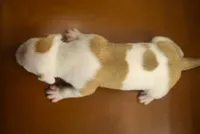 Purple Collar, a male American Bully for sale in Atlanta, GA – Photo 7 of 8