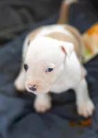 Purple Collar, a male American Bully for sale in Atlanta, GA – Photo 3 of 8