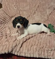 Dolly, a female Miniature Dachshund for sale in Hartwell, GA – 1 of 1