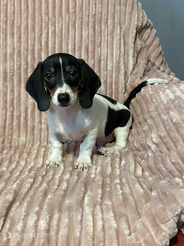 Diesel – Miniature Dachshund puppy for sale in Hartwell, GA
