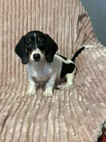 Diesel, a male Miniature Dachshund for sale in Hartwell, GA – 1 of 1