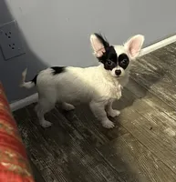 Crystal, a female Chihuahua for sale in Hartwell, GA – 2 of 2