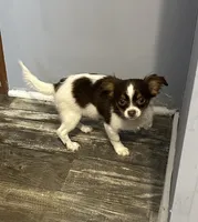 Comet, a male Chihuahua for sale in Hartwell, GA – 2 of 2
