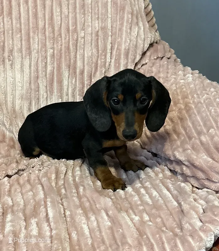 Dexter – Miniature Dachshund puppy for sale in Hartwell, GA