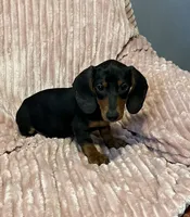 Dexter, a male Miniature Dachshund for sale in Hartwell, GA – 1 of 1
