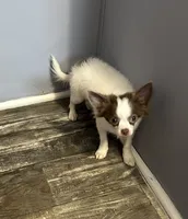 Cotton, a male Chihuahua for sale in Hartwell, GA – 2 of 2