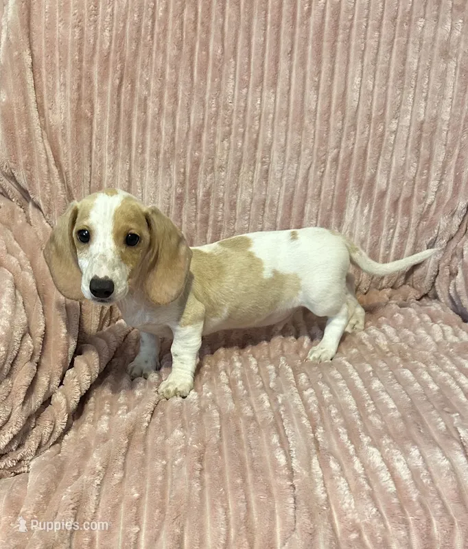 Diego – Miniature Dachshund puppy for sale in Hartwell, GA