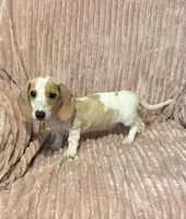 Diego, a male Miniature Dachshund for sale in Hartwell, GA – 1 of 1