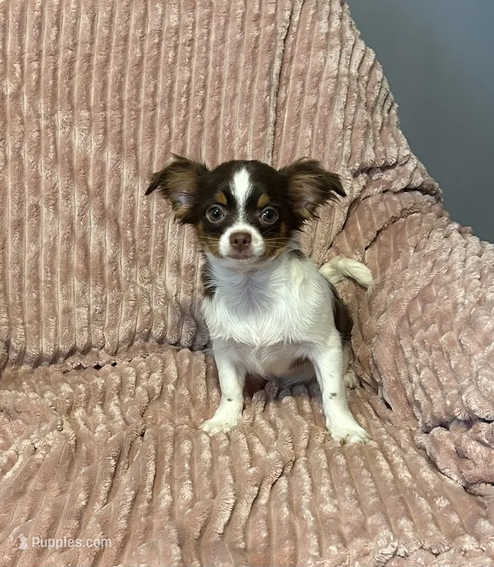Comet – Chihuahua puppy for sale in Hartwell, GA