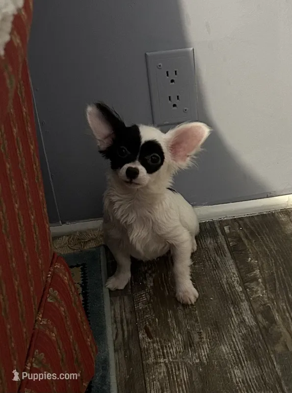Crystal – Chihuahua puppy for sale in Hartwell, GA