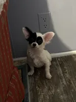 Crystal, a female Chihuahua for sale in Hartwell, GA – 1 of 2