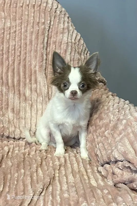 Cotton – Chihuahua puppy for sale in Hartwell, GA