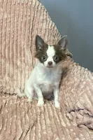Cotton, a male Chihuahua for sale in Hartwell, GA – 1 of 2
