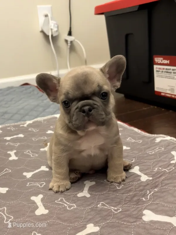 Bryson – French Bulldog puppy for sale in Raleigh, NC