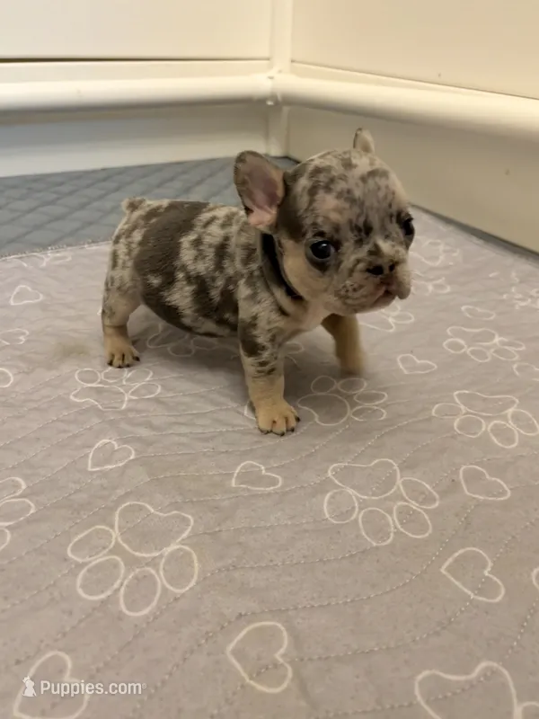 King – French Bulldog puppy for sale in Raleigh, NC
