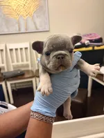Chase, a male French Bulldog for sale in Raleigh, NC – 2 of 4