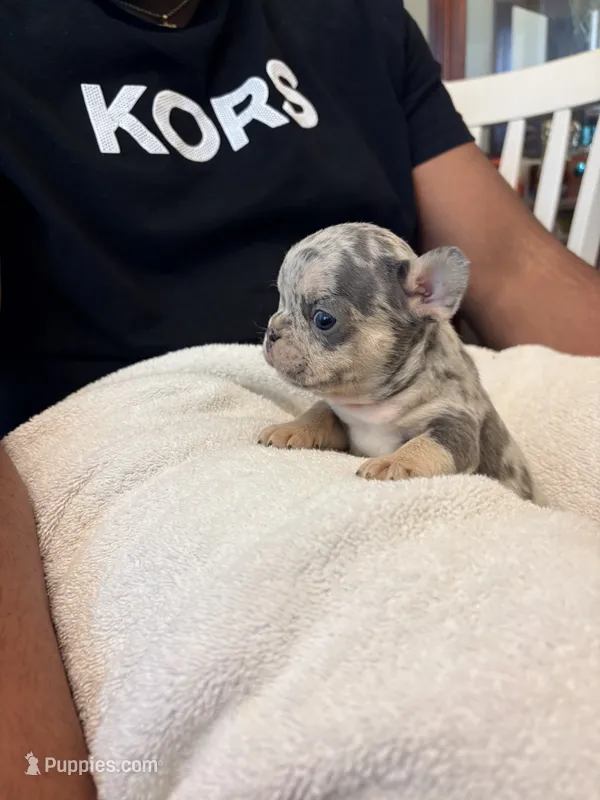 King – French Bulldog puppy for sale in Raleigh, NC