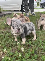 King, a male French Bulldog for sale in Raleigh, NC – 4 of 6