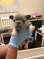 Chase, a male French Bulldog for sale in Raleigh, NC – 3 of 4
