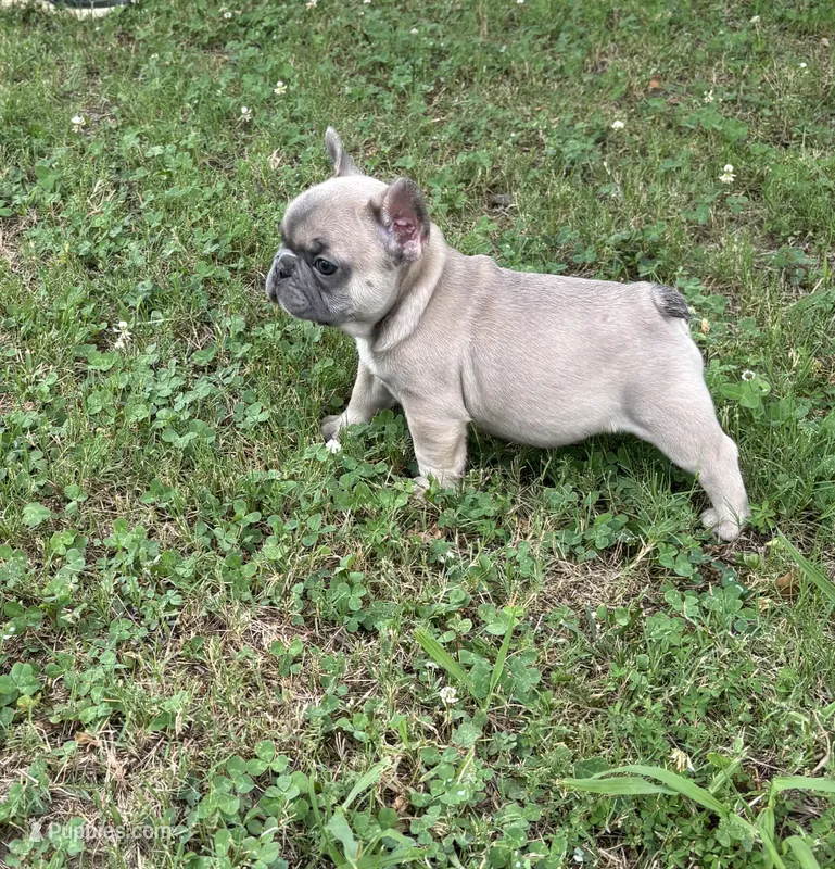 Bryson – French Bulldog puppy for sale in Raleigh, NC