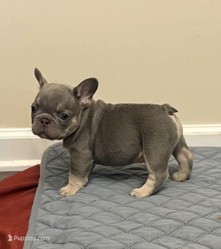 Drako  – French Bulldog puppy for sale in Raleigh, NC