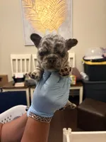 Skylar, a female French Bulldog for sale in Raleigh, NC – 4 of 5