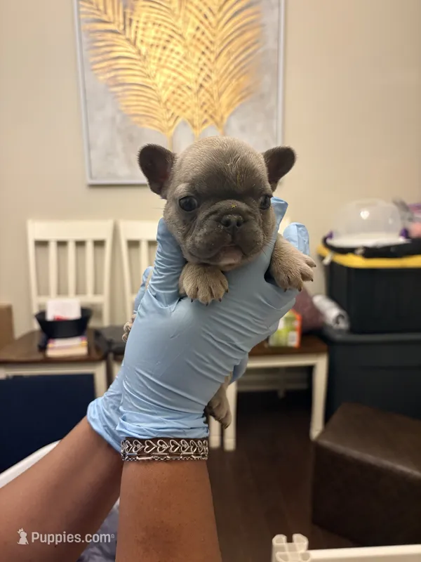 Bryson – French Bulldog puppy for sale in Raleigh, NC