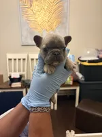 Bryson, a male French Bulldog for sale in Raleigh, NC – 1 of 2