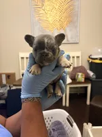 Donut, a female French Bulldog for sale in Raleigh, NC – 1 of 2