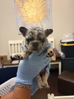 Skylar, a female French Bulldog for sale in Raleigh, NC – 3 of 5
