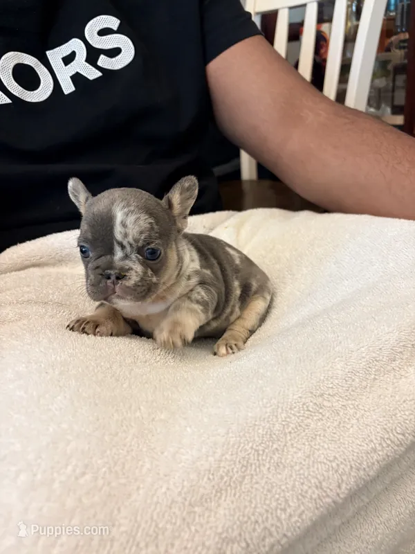 Donut – French Bulldog puppy on hold in Raleigh, NC