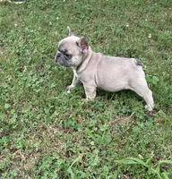 Bryson, a male French Bulldog for sale in Raleigh, NC – 3 of 3