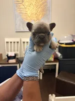 Bryson, a male French Bulldog for sale in Raleigh, NC – 2 of 2