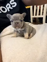 Drako , a male French Bulldog for sale in Raleigh, NC – 3 of 3