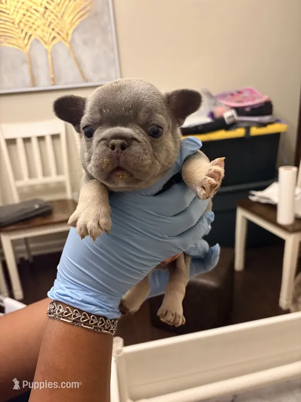 Chase – French Bulldog puppy for sale in Raleigh, NC