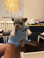 King, a male French Bulldog for sale in Raleigh, NC – 2 of 2