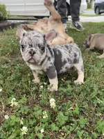 King, a male French Bulldog for sale in Raleigh, NC – 1 of 6