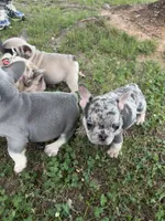 King, a male French Bulldog for sale in Raleigh, NC – 3 of 6